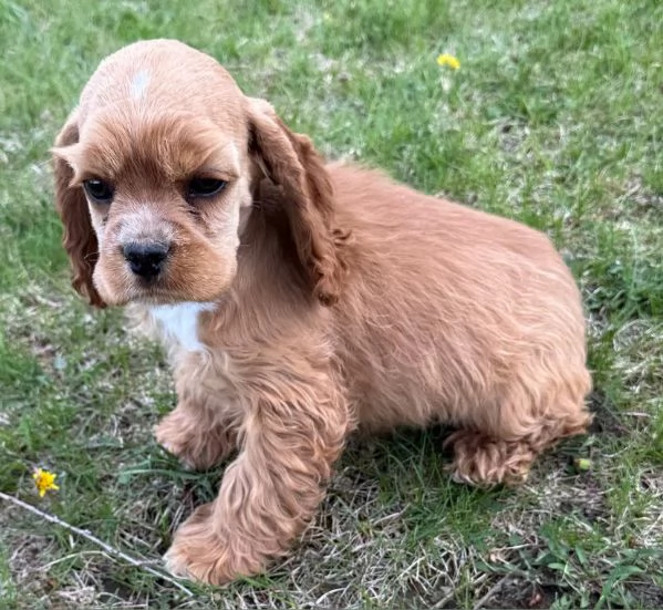 Cucciolo cocker spaniel americano