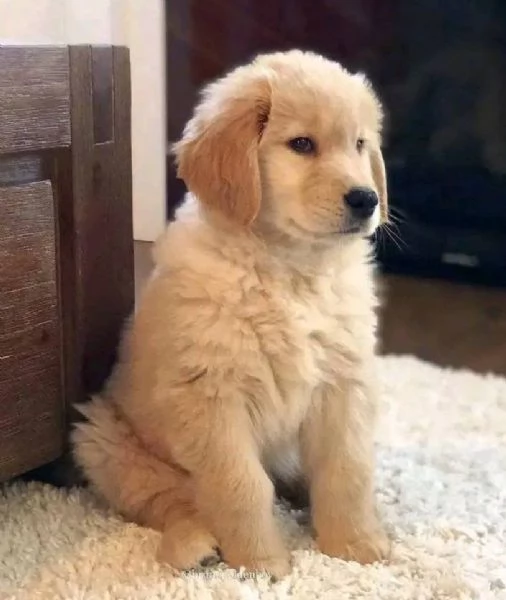 Regalo Golden retriever padre e madre disponibili 