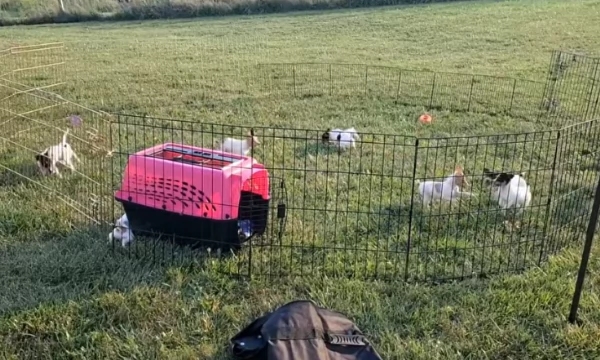 Regalo fox terrier | Foto 3