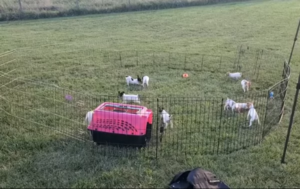 Regalo fox terrier | Foto 2