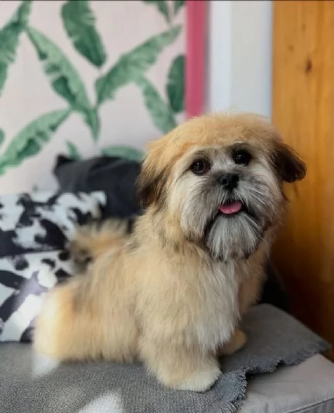 REGALO CUCCIOLO LHASA APSO  | Foto 0