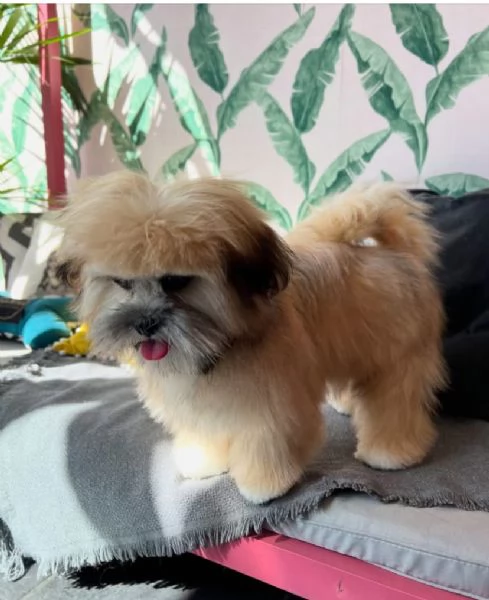 REGALO CUCCIOLO LHASA APSO 