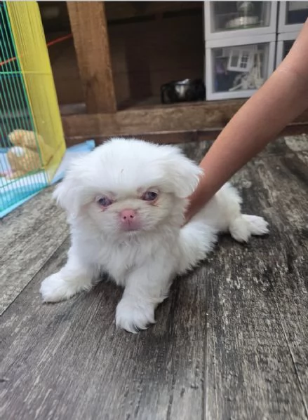 Dolce cucciolo pechinese maschio e femmina 