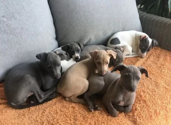 L  stupende cuccioli di picolo levrriero italiano disponibili maschi e femmine | Foto 0