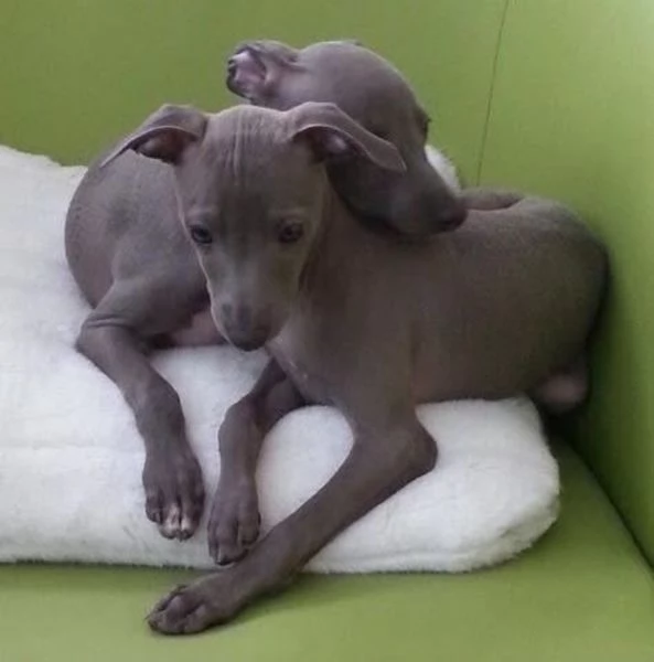 L  stupende cuccioli di picolo levrriero italiano disponibili maschi e femmine