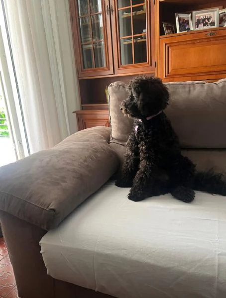 Regalo Barbone cucciolo maschio e femmina  | Foto 1