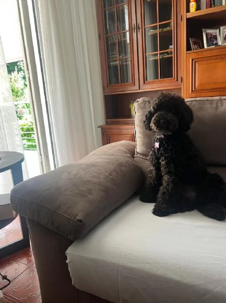 Regalo Barbone cucciolo maschio e femmina  | Foto 0
