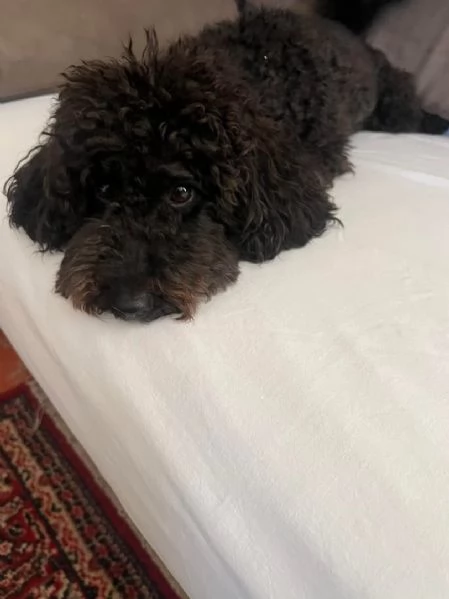 Regalo Barbone cucciolo maschio e femmina 
