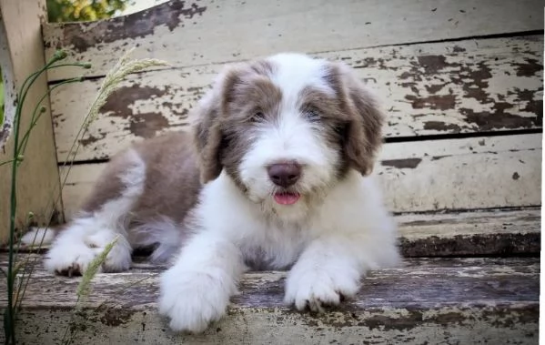 Regalo bearded collie 