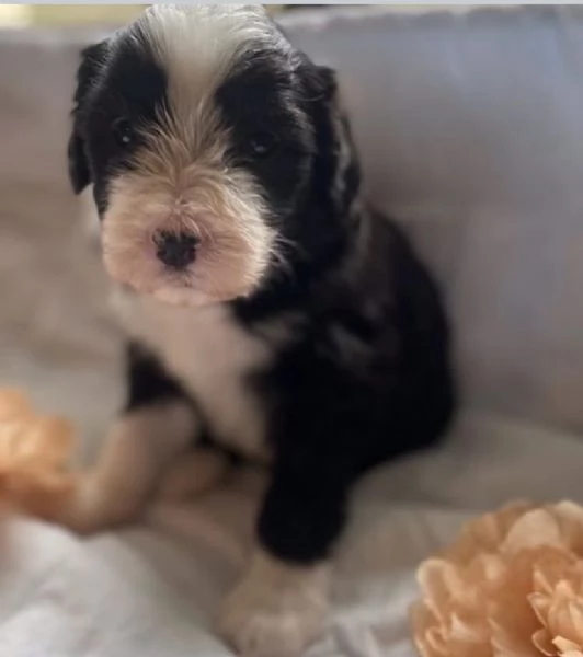 Regalo bearded collie  | Foto 0