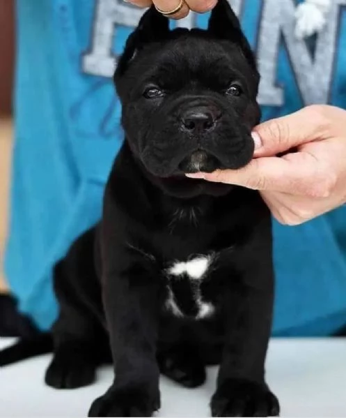 REGALO CANE CORSO 
