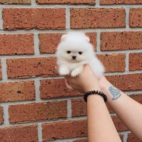 REGALO VALPINO POMERANIAN | Foto 0