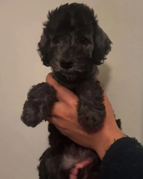 Regalo cucciolo bedlington  maschio e femmina  | Foto 0