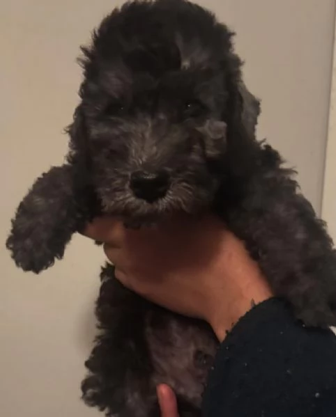 Regalo cucciolo bedlington  maschio e femmina 