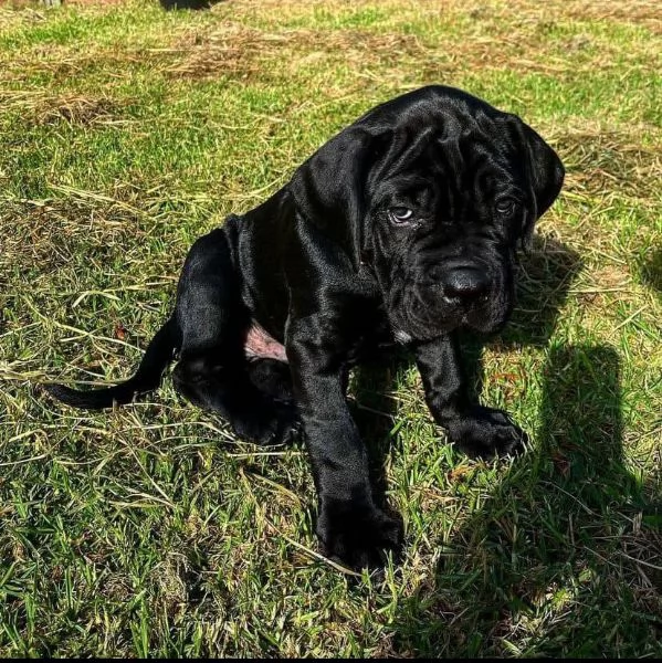 REGALO CANE CORSO