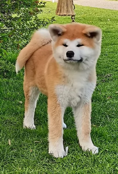REGALO AKITAINU