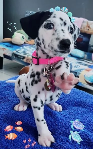 Offrire per ladozione maschio e femmina dalmata | Foto 0