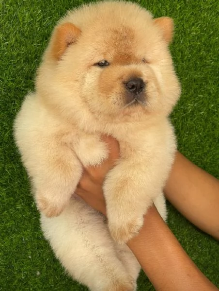 Offrire per ladozione maschio e femmina chow chow Toy | Foto 0