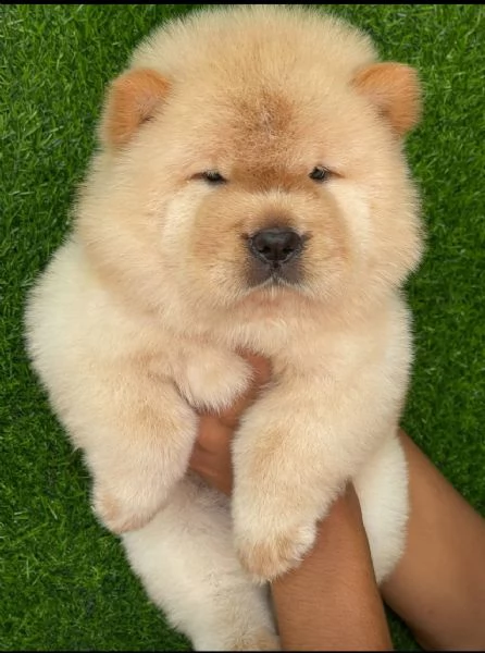 Offrire per ladozione maschio e femmina chow chow Toy