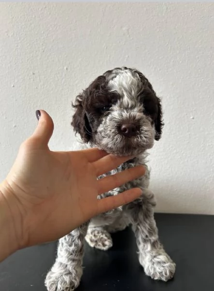 Regalo Lagotto Romagnolo maschio e femmina  | Foto 3