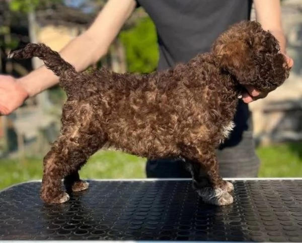 Regalo Lagotto Romagnolo maschio e femmina  | Foto 2