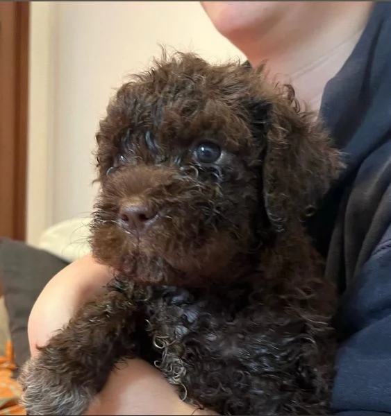 Regalo Lagotto Romagnolo maschio e femmina  | Foto 1
