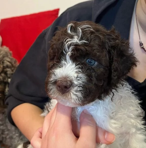 Regalo Lagotto Romagnolo maschio e femmina  | Foto 0