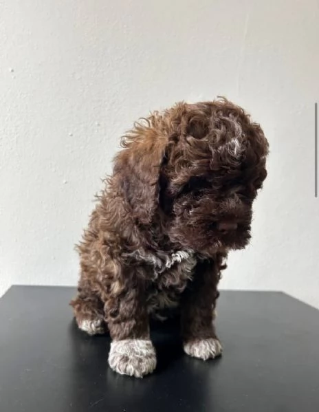 Regalo Lagotto Romagnolo maschio e femmina 