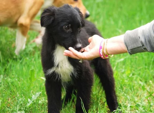 KIRIT SPLENDIDO CUCCIOLO DI PASTORE NERO