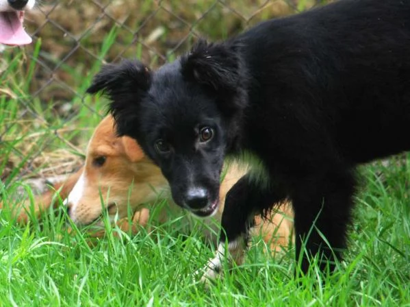 KIRIT SPLENDIDO CUCCIOLO DI PASTORE NERO | Foto 4