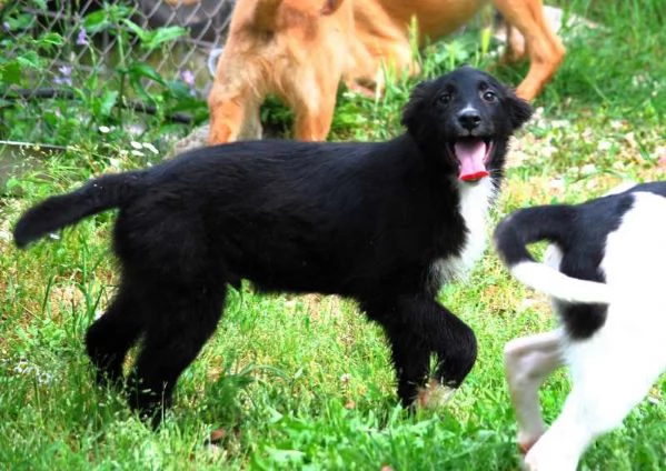 KIRIT SPLENDIDO CUCCIOLO DI PASTORE NERO | Foto 3