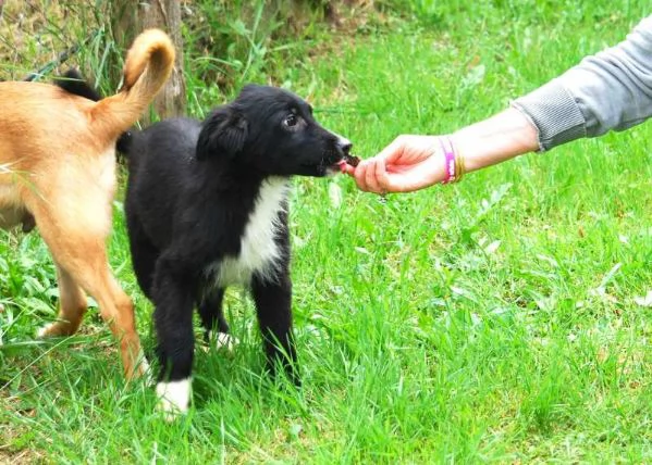 KIRIT SPLENDIDO CUCCIOLO DI PASTORE NERO | Foto 2