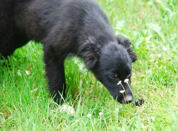KIRIT SPLENDIDO CUCCIOLO DI PASTORE NERO | Foto 1