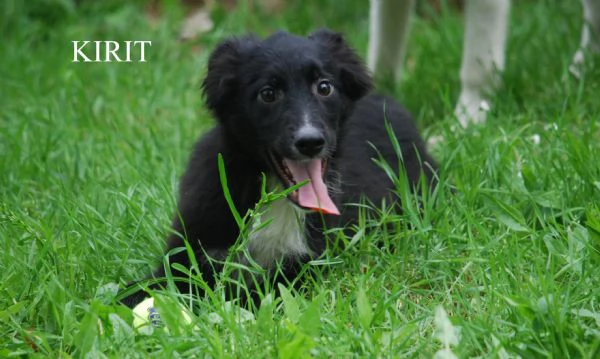 KIRIT SPLENDIDO CUCCIOLO DI PASTORE NERO | Foto 0