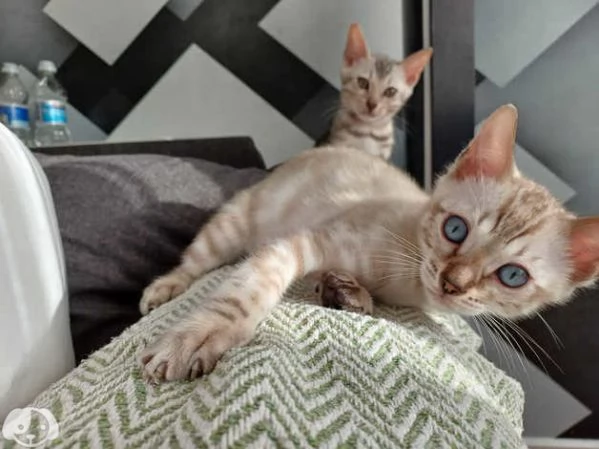 Gattini di Bengala | Foto 1