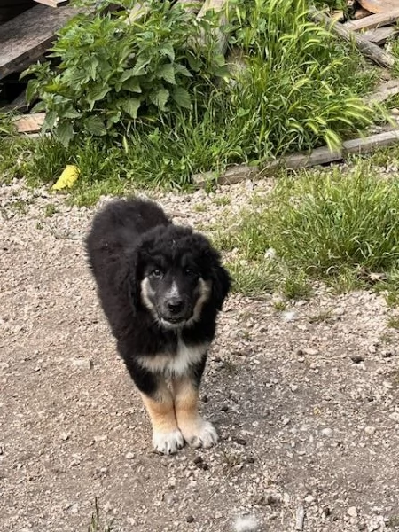 Cuccioli di Pastore della Sila gratis