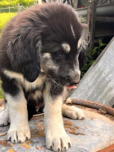 Cuccioli di Pastore della Sila gratis | Foto 1