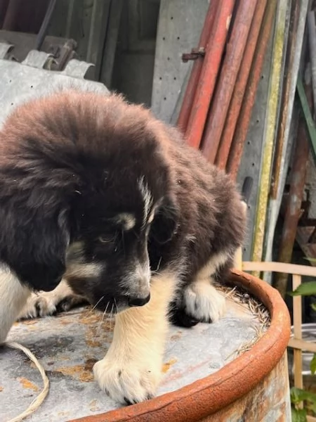 Cuccioli di Pastore della Sila gratis | Foto 0