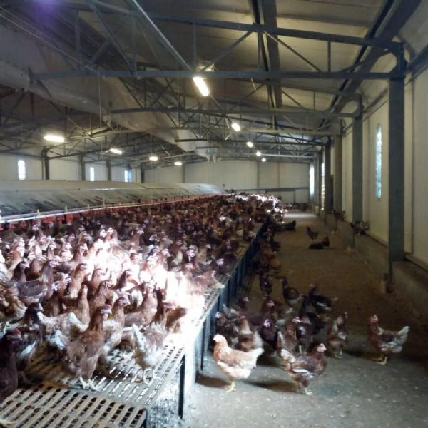 vendesi galline ovaiole
