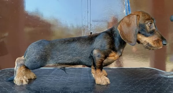 Bassotto nano a pelo duro Pedigree Roi