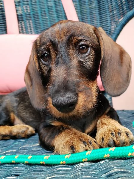 Bassotto nano a pelo duro Pedigree Roi | Foto 2