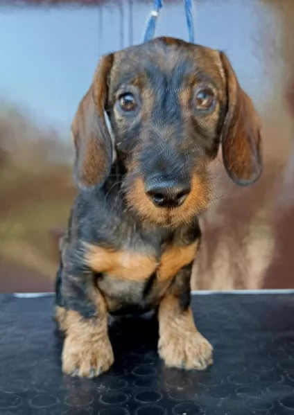 Bassotto nano a pelo duro Pedigree Roi | Foto 1