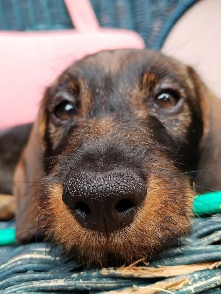 Bassotto nano a pelo duro Pedigree Roi | Foto 0