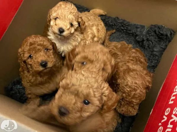 Barboncino cuccioli di taglia piccola | Foto 0
