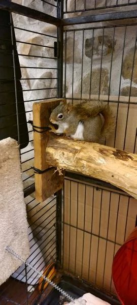 Scoiattolina americana  | Foto 4