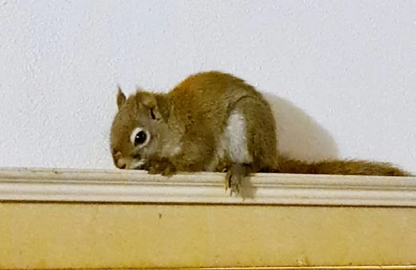 Scoiattolina americana  | Foto 0