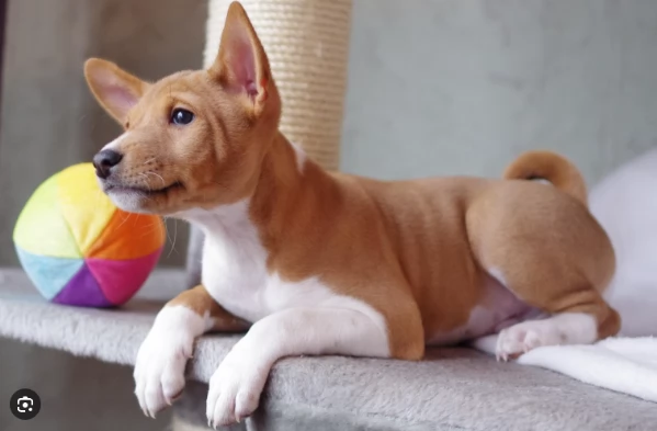 Basenji