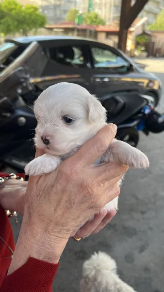 Cuccioli di Maltese 100 originali  Disponibili da subito 