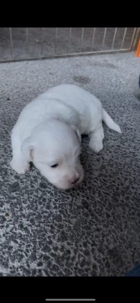 Cuccioli di Maltese 100 originali  Disponibili da subito  | Foto 3