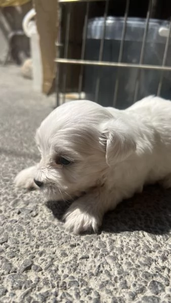 Cuccioli di Maltese 100 originali  Disponibili da subito  | Foto 2